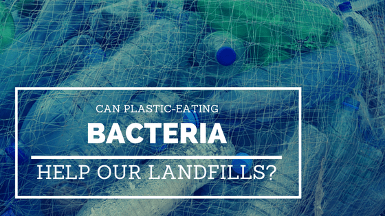 plastic-eating bacteria